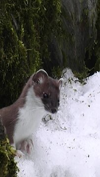 mouse in the snow