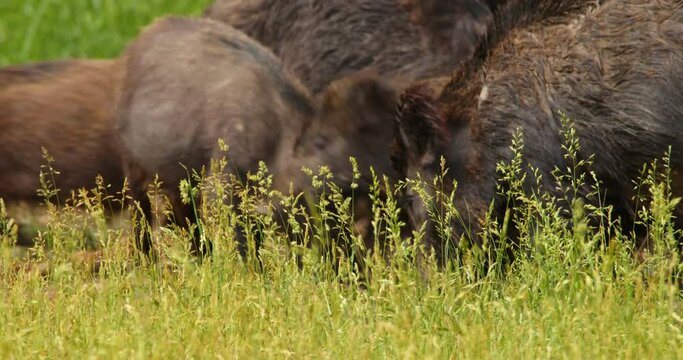The sounder of wild boars grazing on grass