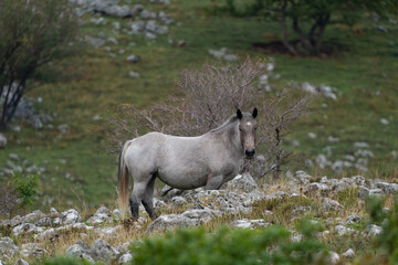 A horse on a mountain meadow in the Croatian Mountains.