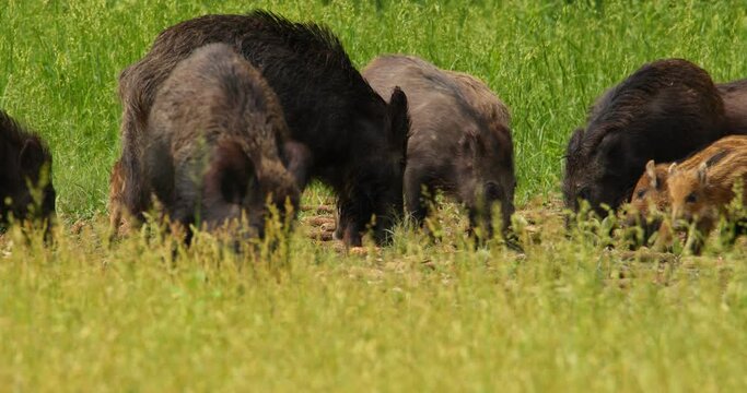 The sounder of wild boars grazing on grass