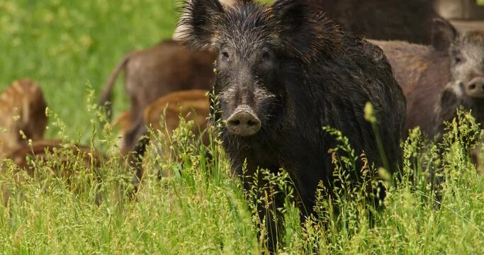Close up shot of wild boar looking at camera while others eat behind it