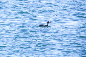 A Great Crested Grebe Serenely Resting on the Azure Waters of the Sea