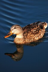 Brown duck gliding gracefully through a tranquil lake