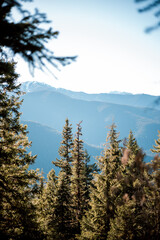 trees in the mountains hiking outdoors