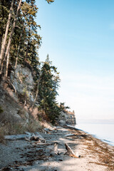 Pine trees on the beach Washington