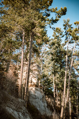 Washington State Trees and Ocean Scene