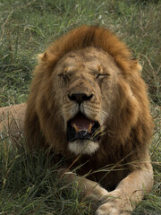 Rey león posando a cámara