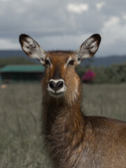 Antílope acuático curioso
