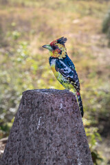 Crested barbet (Trachyphonus vaillantii) feeding during the day, Kruger National Park, South Africa