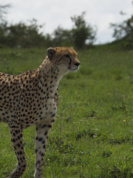 Guepardo caza