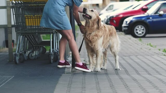 Owner girl picks up waiting beautiful golden retriever dog near the supermarket