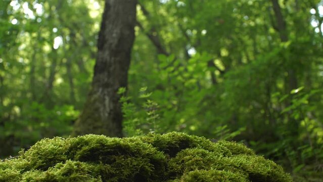 Slow motion stones overgrown with green moss and lichens against the background of the morning forest. The rays of the sun break through the trunks and branches. Rear plan in blur and sun glare