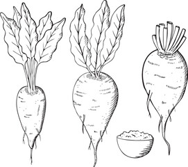 Sugar beet hand drawn vector illustration. Doodle with sweet root plants and sugar.  Engraved vegetables for print, logo, card, design, template, label. Agriculture, healthy food, beetroot harvesting