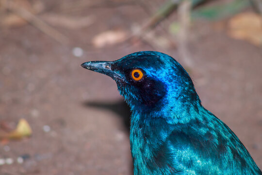 Greater Blue-Eared Starling (Lamprotornis Chalybaeus) feeding during the day, Kruger National Park, South Africa
