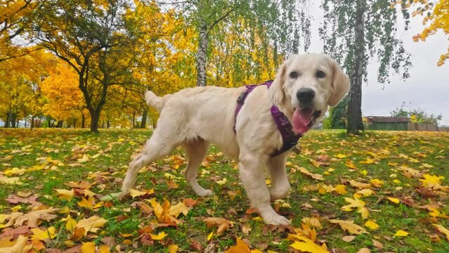Funny, Cute Golden Retriever Dog Puppy Runs On Fallen Grass, Embodying An Adorable, Happy Spirit While Playing Outdoors