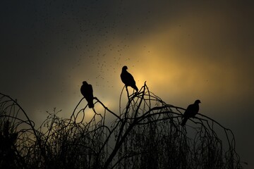 Tauben sitzen im Baum umschwärmt von Mücken und der Abendsonne hinter Wolken - obrazy, fototapety, plakaty