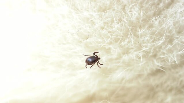 Tick crawling through feline white hair.