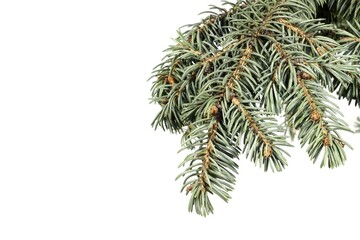 Blue spruce branch on a white background.
