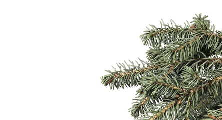 Blue spruce branch on a white background.