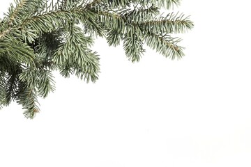 Blue spruce branch on a white background.