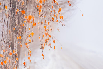 Naklejka premium Zimowy pejzaż, poranny szron na drzewach (Winter landscape, morning frost on the trees)