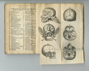 Medical book, antique and drawing of head bones, medicine research or anatomy information. Latin...