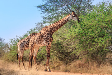 South African giraffe (Giraffa camelopardalis giraffa) grazing on beautiful green acacia trees, Kruger National Park, South Africa