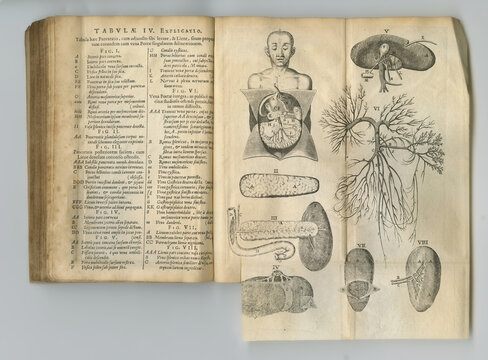 Ancient medical book, anatomy and drawing of human body, sketch or health treatment research of organ disease. Latin language, healthcare journal or kidney process diagram for medicine education info