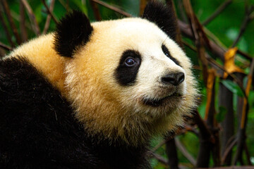 Giant panda bear