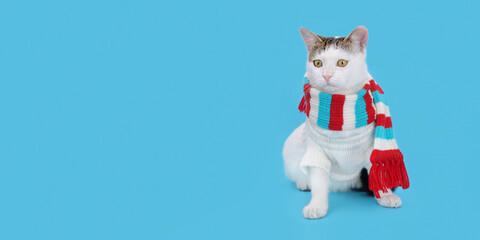 Cat wearing warm white sweater and red striped scarf. Christmas Cat dressed in white sitting in front of blue background. White Cat wearing winter clothes.