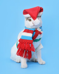 Studio portrait of a white Cat  against a blue background. Funny cat wearing warm sweater scarf and Santa Claus xmas red cap. Place for text. Beautiful Cat ready for cold winter. Happy New Year