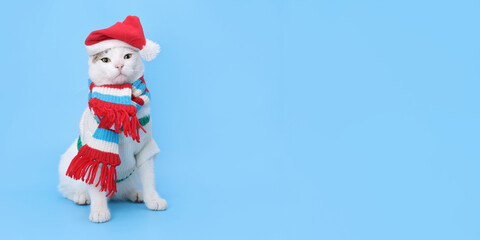 Studio portrait of a white Cat  against a blue background. Funny cat wearing warm sweater scarf and Santa Claus xmas red cap. Place for text. Beautiful Cat ready for cold winter. Happy New Year