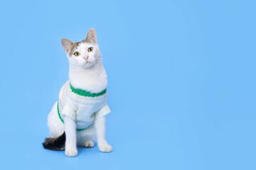 Cute cat on blue background. White kitty looks away on blue background. Cute young cat sitting in front of blue background with copy space. Pet. Studio portrait beautiful Kitten. Without people