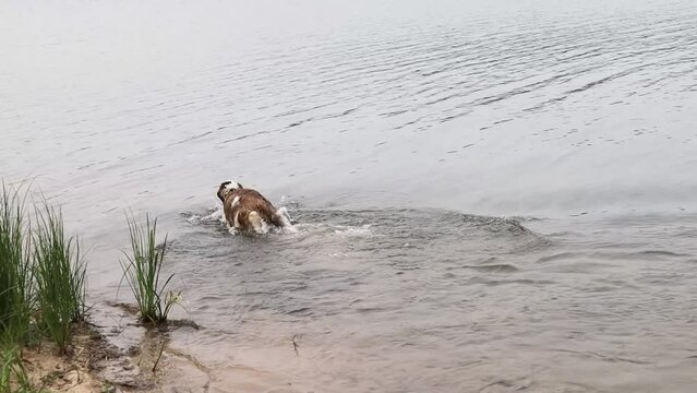 dog st bernard in river swimming