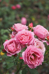 Roses bloom at a mountain tourist destination in Da Nang, Vietnam