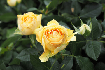 Roses bloom at a mountain tourist destination in Da Nang, Vietnam