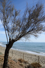 Tree on lonely beach in Marbella, Spain - 692678325
