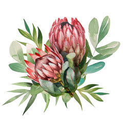 Hand drawn watercolor proteas and herbs isolated on white background