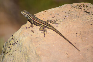 lizard on the stone