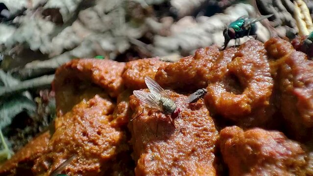 Fly on feces. Fly sitting on poop.