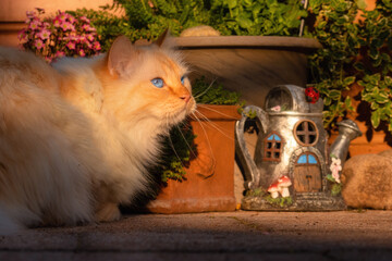 Birman cat with blue eyes lying in the warm sunshine next to a decorative watering can