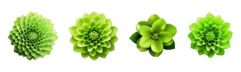 3d green flower isolated on transparent background