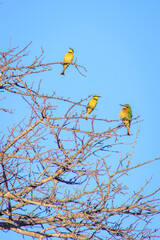 European Bee-Eater (Merops Apiaster) perching on green bush during the day, Kruger National Park, South Africa