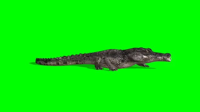 Crocodile chroma key, crocodile moving towards right green screen animation