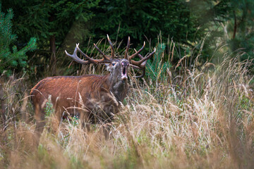 Close up of a red deer stag roaring during rutting season in autumn