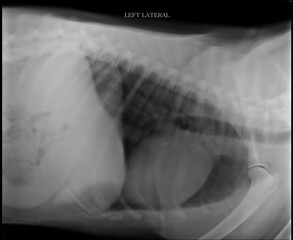 lateral view X-ray of a dog's abdomen and thorax.