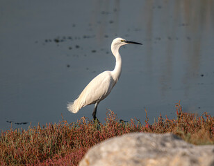 white heron looking for food