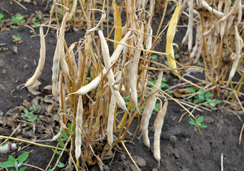 Ripe pods ripen on the bean stalk