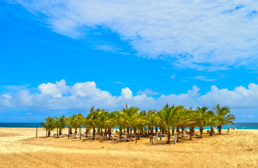 Palm trees on Boa Vista beach