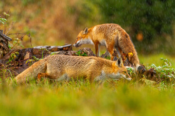 Naklejka na ściany i meble two foxes in the rain on a green meadow